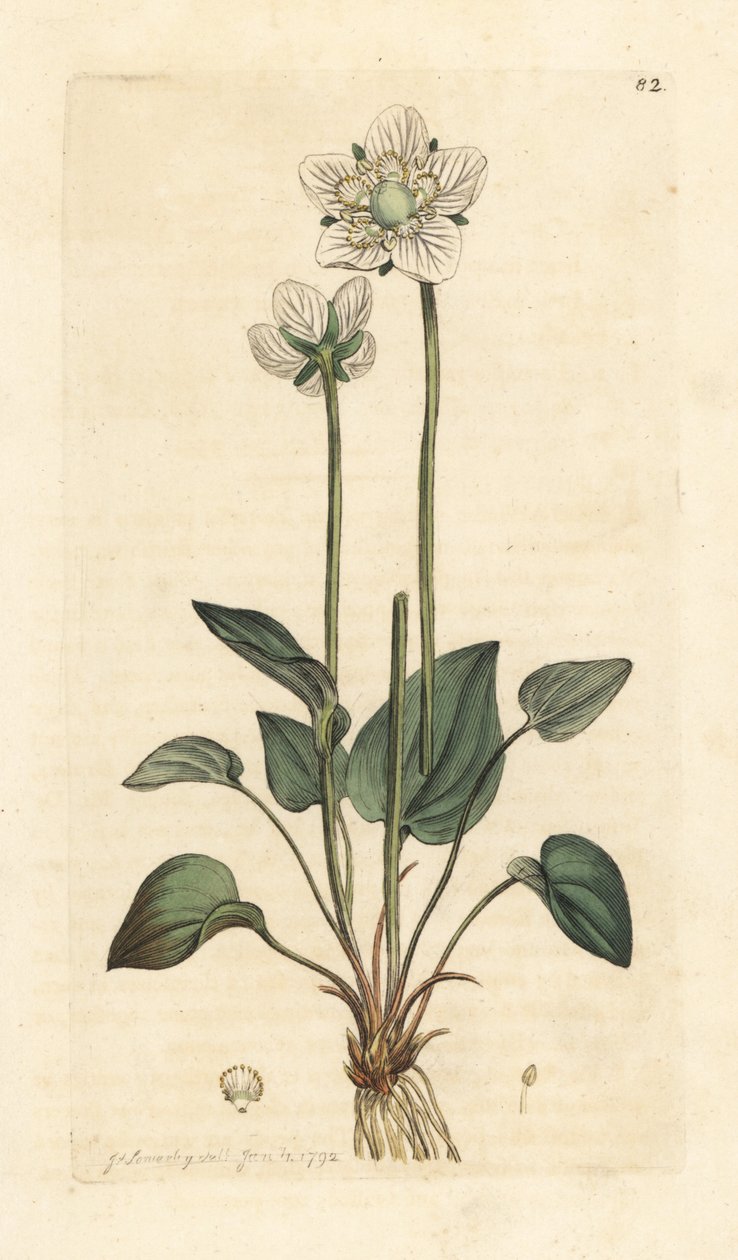 Parnassus füves, Parnassia palustris Kézi színű rézmetszet James Sowerby illusztrációja után James Smith angol botanikájából, London alkotó: James Sowerby