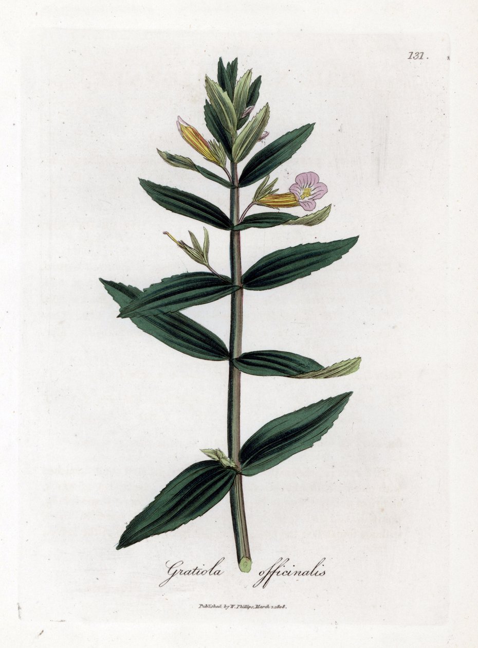 Gratiole officinale - Sövény-izsóp, Gratiola officinalis. Kézzel színezett rézmetszet James Sowerby botanikai illusztrációjából (William Woodville) és Sir William Jackson Hooker "" Medical Botany" című művéből, John Bohn, London alkotó: James Sowerby