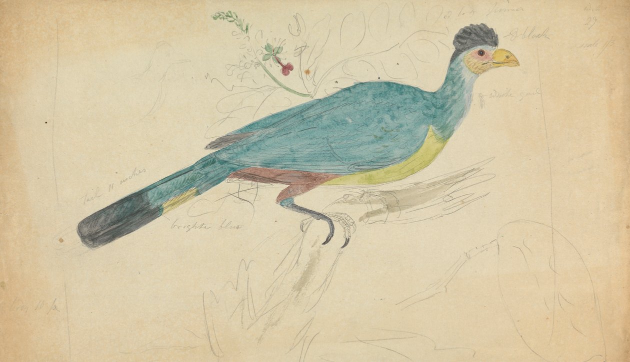 Nagy Blue Turaco alkotó: James Sowerby