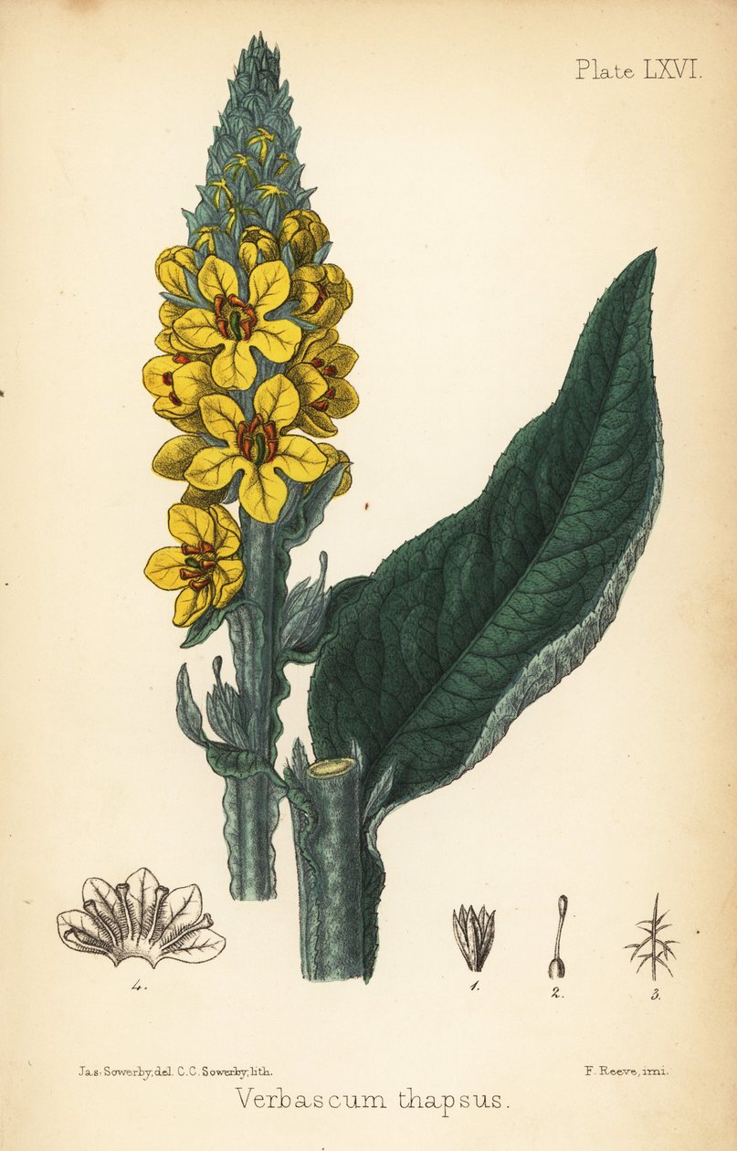 Nagy ökörfarkkóró, Verbasum thapsus. Charlotte Caroline Sowerby kézzel színezett litográfiája James Sowerby illusztrációja után Edward Hamilton Flora Homeopathica című művéből, Bailliere, London alkotó: James Sowerby