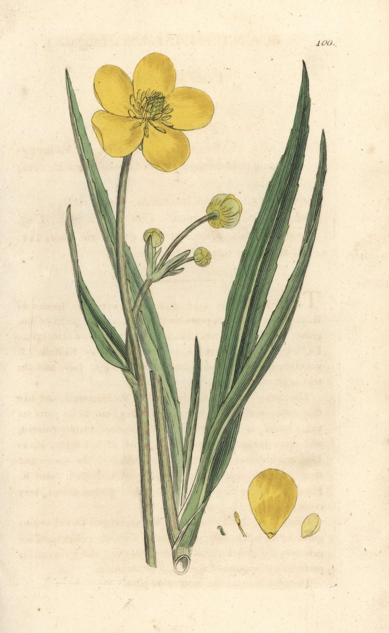 Nagy lándzsafű, Ranunculus lingua Kézi színű rézmetszet James Sowerby illusztrációja nyomán James Smith angol botanikájából, London alkotó: James Sowerby