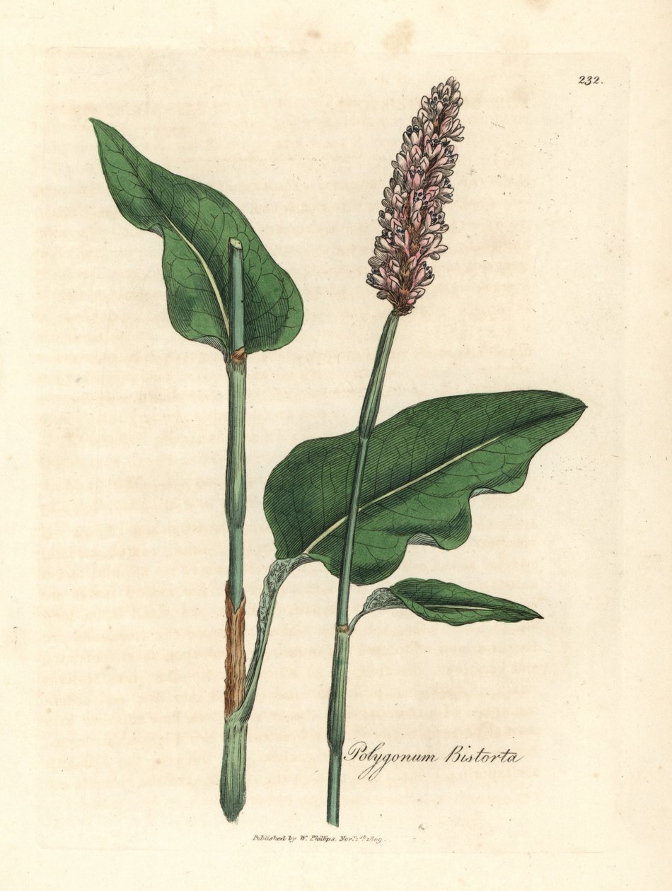 Nagybika, Polygonum bistorta alkotó: James Sowerby