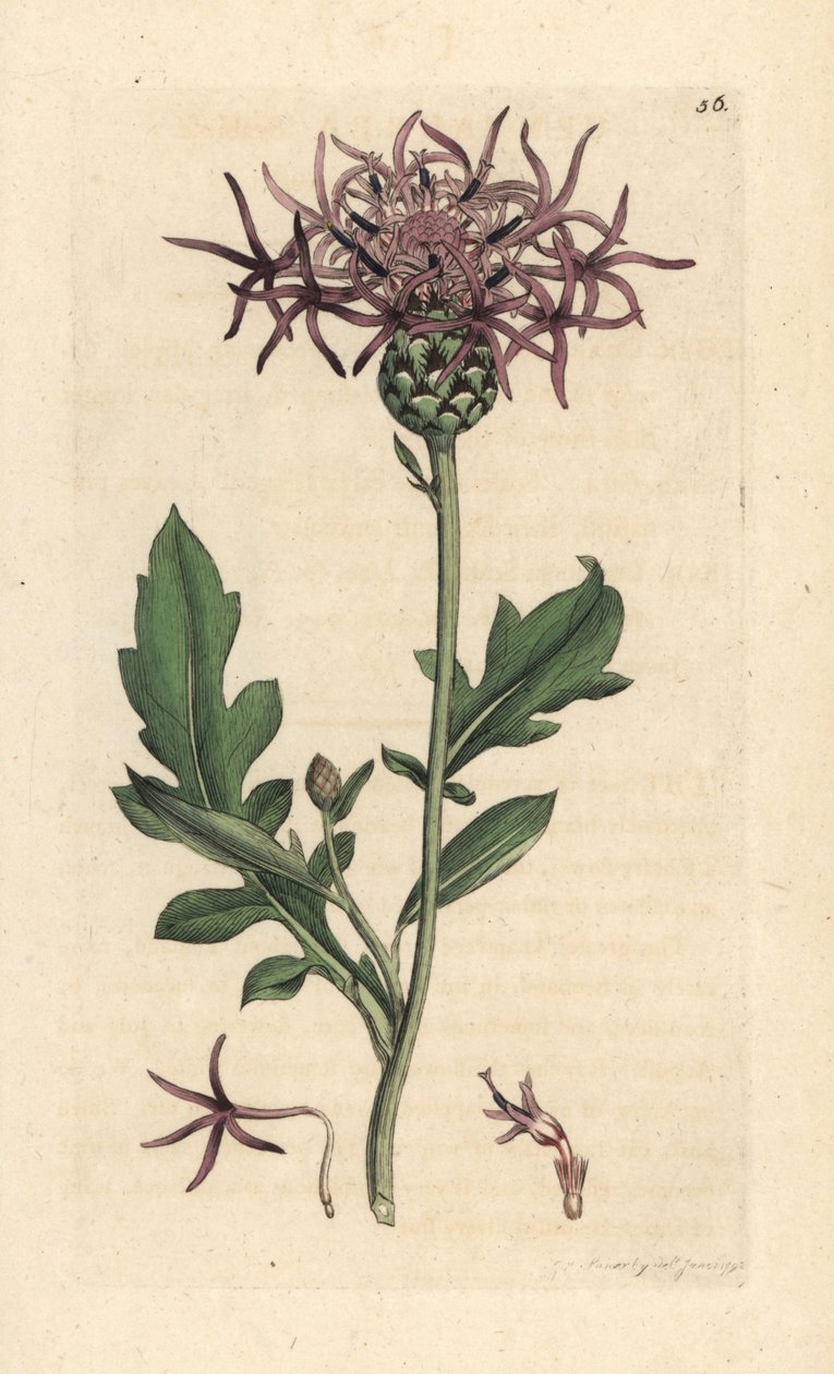 Csillagfű, Centaurea scabiosa (Centauree scabieuse) Kézi színű rézmetszet James Sowerby illusztrációja nyomán James Smith angol botanikájából, London alkotó: James Sowerby