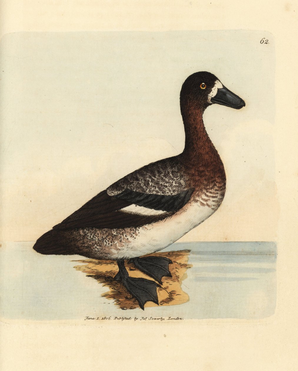 Nagykacsa, Aythya marila, nőstény (Fehérarcú réce, Anas fraenata). James Sowerby kézi színű rézmetszete a The British Miscellany-ból, vagy új, ritka vagy kevéssé ismert állattémák színes figurái. alkotó: James Sowerby