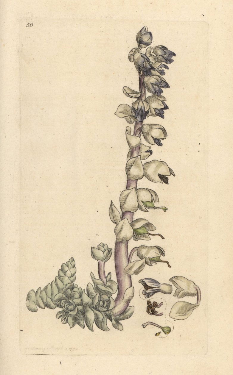 Nagy fogfű, Lathraea squamaria (Grande Cardamine) Kézi színű rézmetszet James Sowerby illusztrációja nyomán James Smith angol botanikájából, London alkotó: James Sowerby