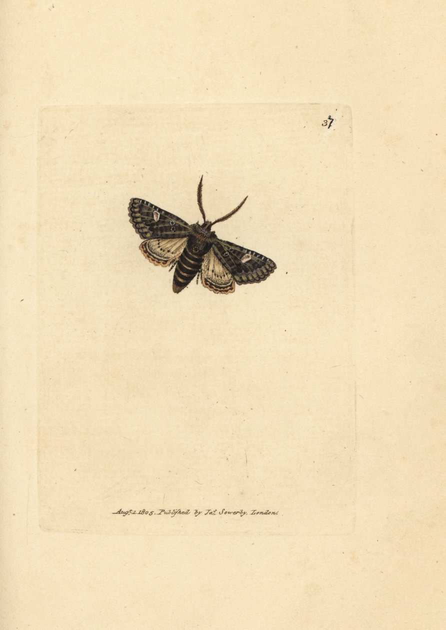 Zöldbordás pöttymoly, Valeria oleagina (Phalaena Bombyx oleagina). James Sowerby kézi színű rézmetszete a The British Miscellany-ból, vagy új, ritka vagy kevéssé ismert állattémák színes figurái. alkotó: James Sowerby