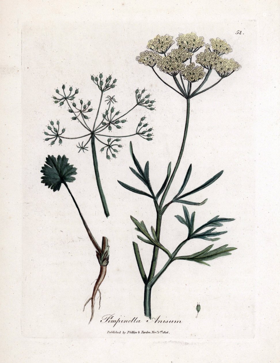 Zöld ánizs (Pimpinella anisum). Kézzel színezett rézmetszet James Sowerby illusztrációjából. Részlet William Woodville és Sir William Jackson Hooker „” Botanique medicale”” 1832-es könyvéből. A fáradhatatlan Sowerby (1757-1822) több mint alkotó: James Sowerby