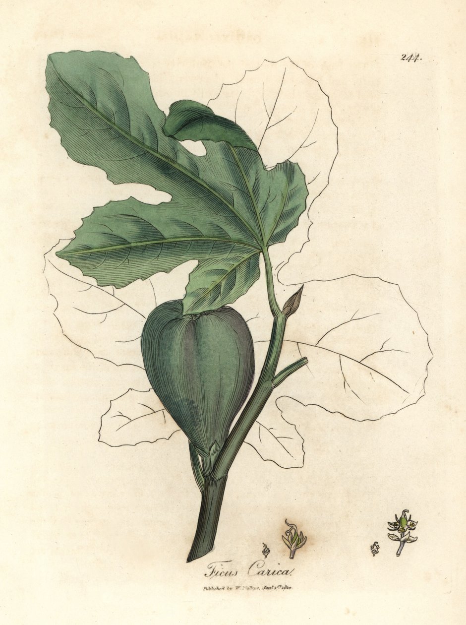Zöld füge, gyümölcs, levelek, levél körvonal, Ficus carica alkotó: James Sowerby