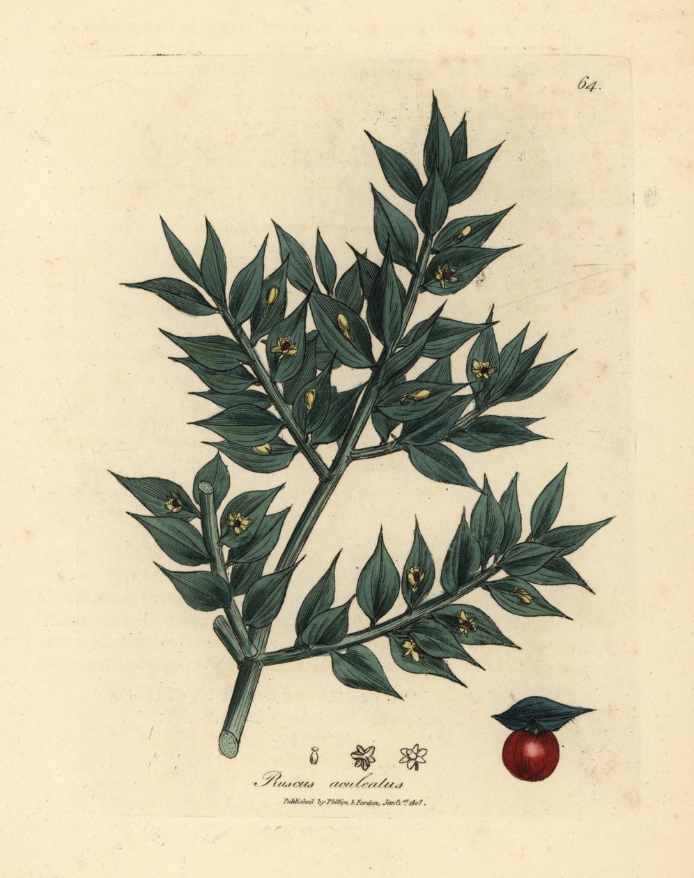 Zöld virágú hentesseprű, Ruscus aculeatus alkotó: James Sowerby