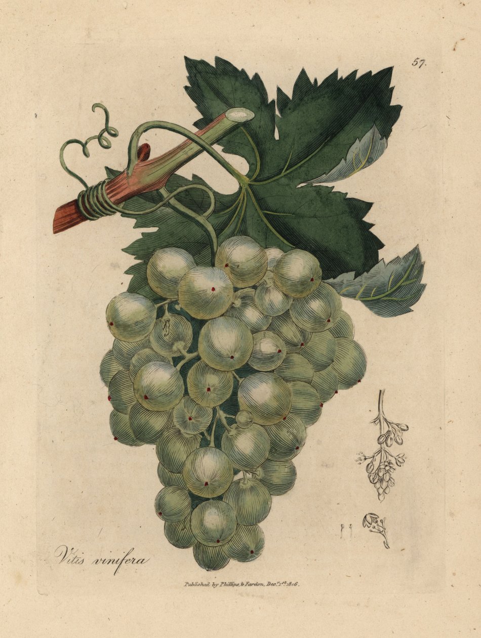 Zöld szőlő, szőlő és levelek, Vitis vinifera alkotó: James Sowerby