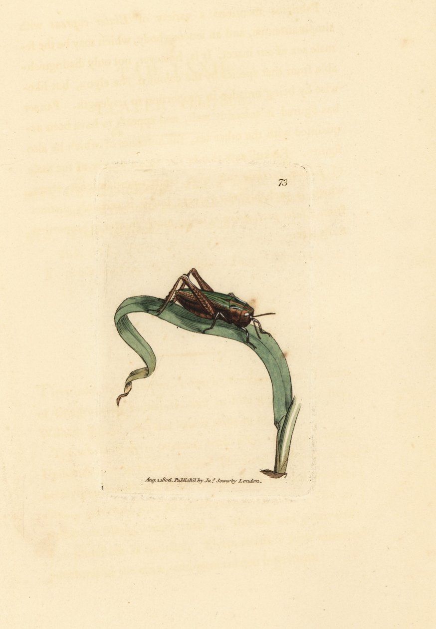 Zöld szöcske, Omocestus viridulus (Gryllus viridulus). James Sowerby kézi színű rézmetszete a The British Miscellany-ból, vagy új, ritka vagy kevéssé ismert állattémák színes figurái. alkotó: James Sowerby
