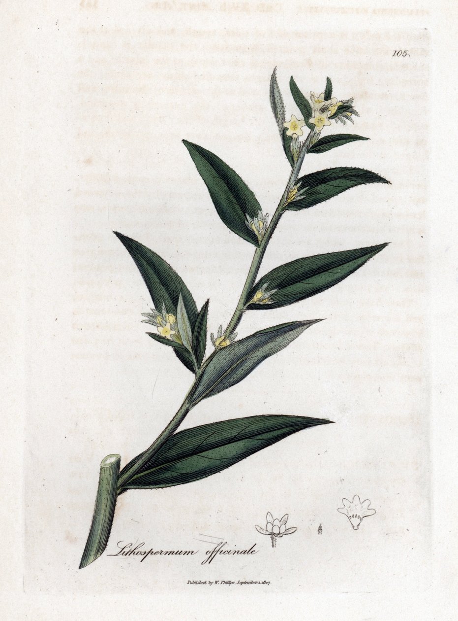 Gremil officinal vagy gyöngyfű - Gromwell, Lithospermum officinale. Kézzel színezett rézmetszet James Sowerby botanikai illusztrációjából (William Woodville) és Sir William Jackson Hooker "" Medical Botany" című művéből, John Bohn, London alkotó: James Sowerby