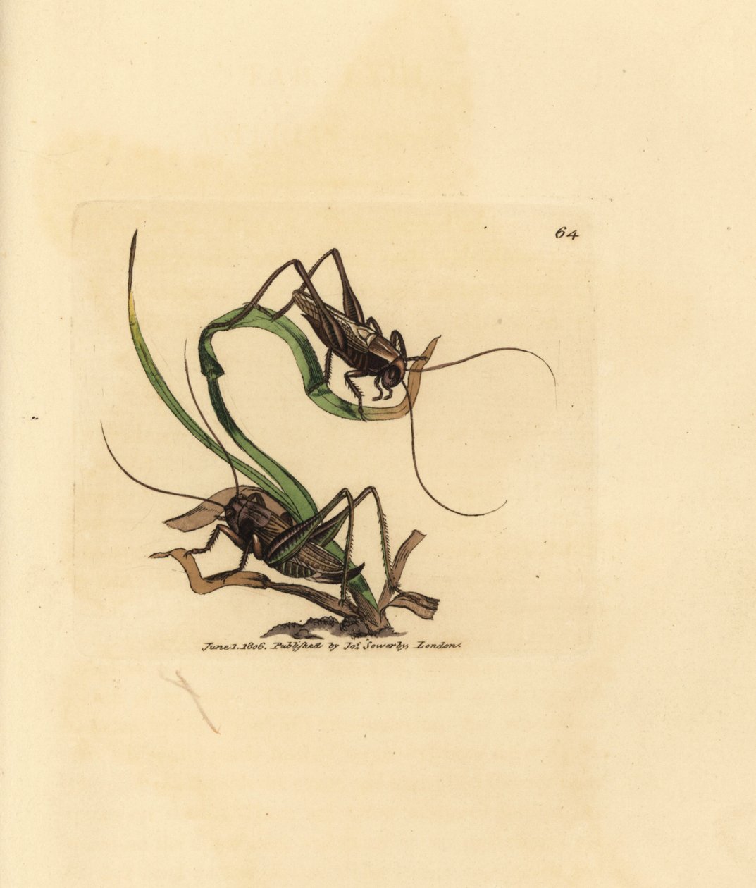 Szürke bokor tücsök, Platycleis grisea (Gray locust, Locust grisea). James Sowerby kézi színű rézmetszete a The British Miscellany-ból, vagy új, ritka vagy kevéssé ismert állattémák színes figurái. alkotó: James Sowerby