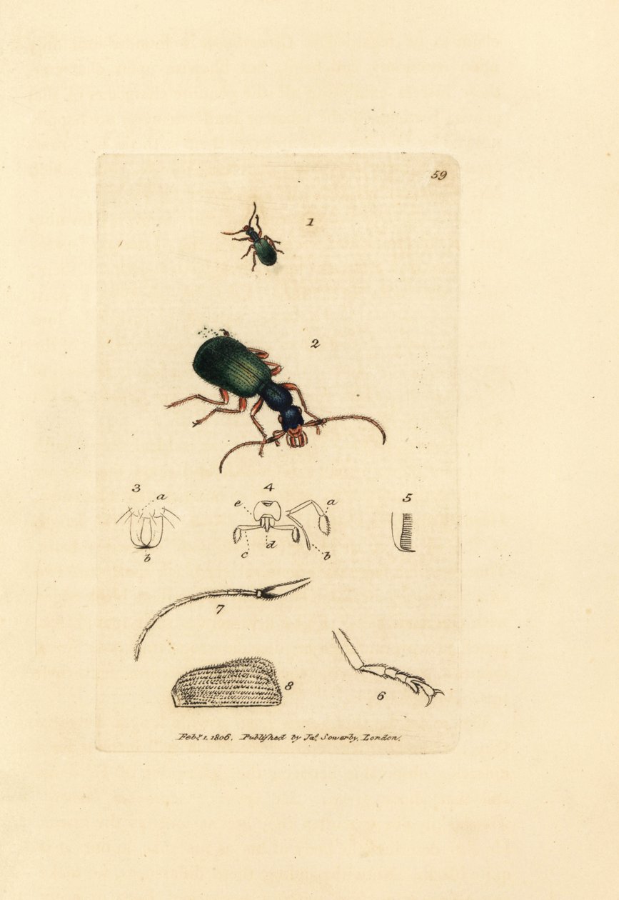 Talajbogár, Drypta dentata (aranyszájú carabus, Carabus chrysostomos). James Sowerby kézi színű rézmetszete a The British Miscellany-ból, vagy új, ritka vagy kevéssé ismert állattémák színes figurái. alkotó: James Sowerby