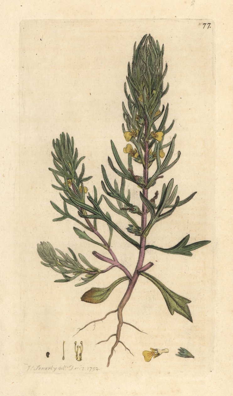 Őrölt fenyő, Ajuga chamaepitys (fenyő) Kézi színű rézmetszet James Sowerby illusztrációja nyomán James Smith angol botanikájából, London alkotó: James Sowerby
