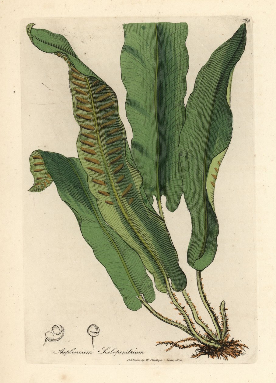 Harts-nyelvpáfrány, Asplenium scolopendrium alkotó: James Sowerby