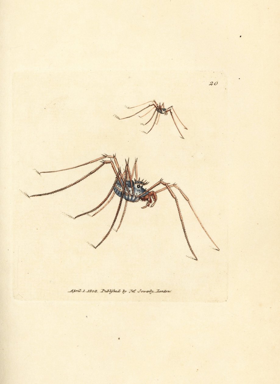 Harvestman pók, Megabunus diadema. James Sowerby kézi színű rézmetszete a The British Miscellany-ból, vagy új, ritka vagy kevéssé ismert állattémák színes figurái. alkotó: James Sowerby