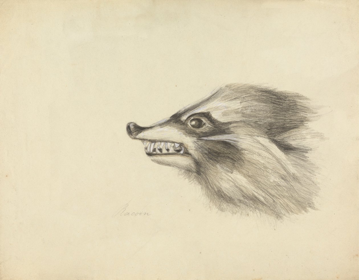 Mosómedve feje alkotó: James Sowerby