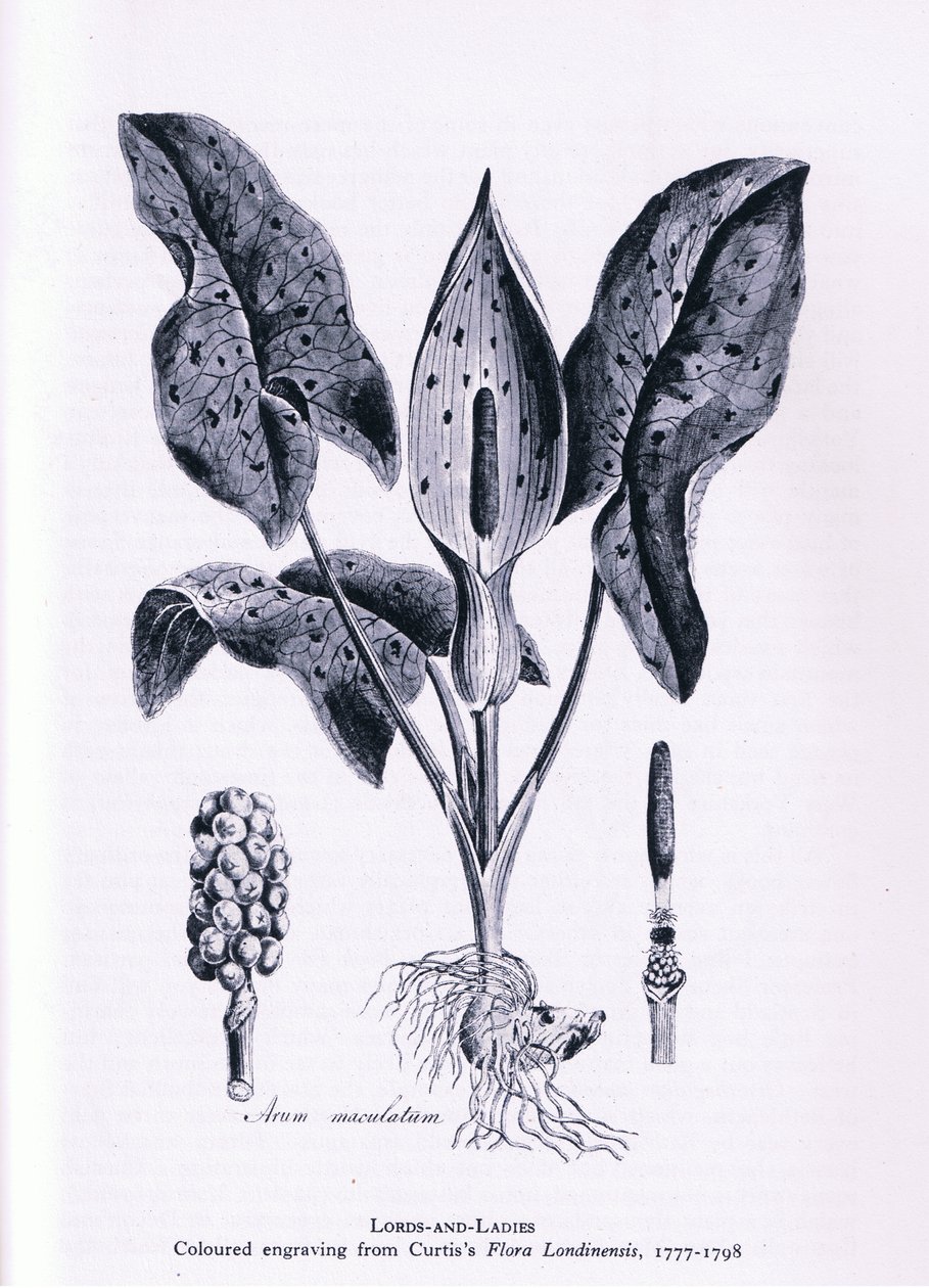 Herb Paris, Nature in Britain, Collins, 1946 alkotó: James Sowerby