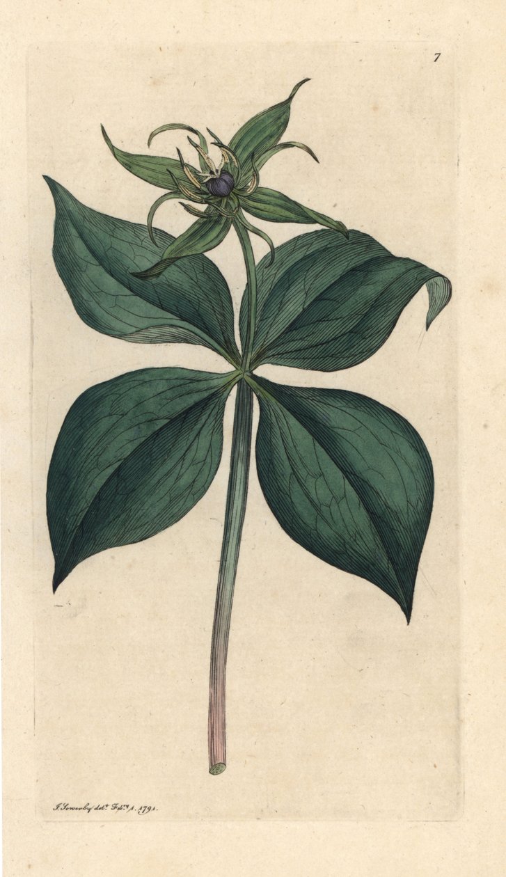 Herb Paris, Paris quadrifolia (Parisette à quatre feuilles) Kézi színű rézmetszet James Sowerby illusztrációja után James Smith angol botanikájából, London alkotó: James Sowerby