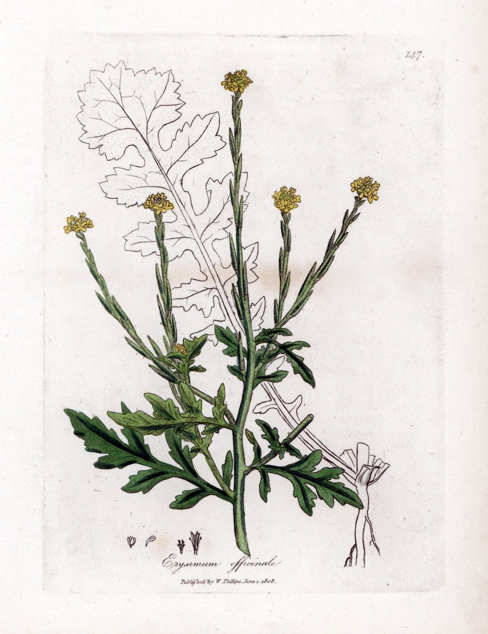 Gyógynövény énekesekkel vagy sövényfüvekkel vagy velárral - Sövénymustár, Erysium officinale. Kézzel színezett rézmetszet James Sowerby botanikai illusztrációjáról William Woodville-ből és Sir William Jackson Hooker "" Medical Botany" című művéből, John Bo alkotó: James Sowerby
