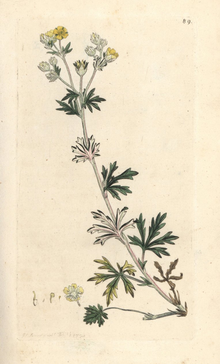 Hoary cinquefoil, Potentilla argentea (Cinquefoil) Kézi színű rézmetszet James Sowerby illusztrációja nyomán James Smith angol botanikájából, London alkotó: James Sowerby