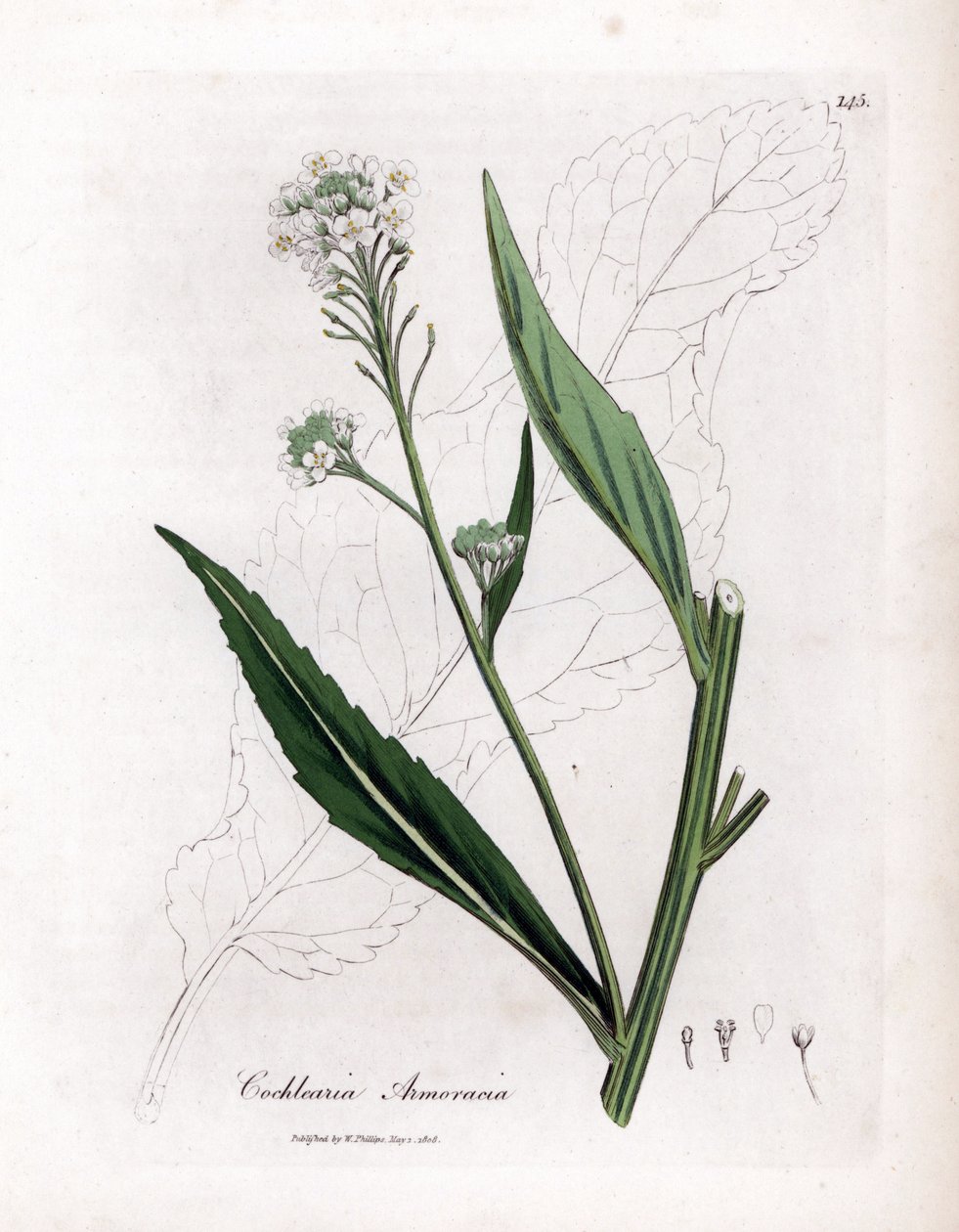 Torma vagy torma - Torma, Armoracia rusticana. Kézzel színezett rézmetszet James Sowerby botanikai illusztrációjáról William Woodville-ből és Sir William Jackson Hooker "" Medical Botany" című művéből, John Bohn, London alkotó: James Sowerby
