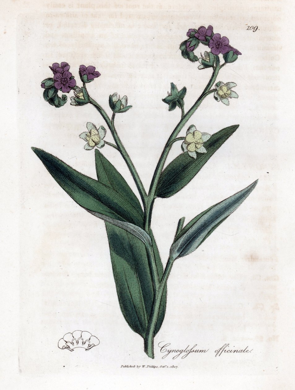 A kopó nyelve, Cynoglossum officinale. Kézzel színezett rézmetszet James Sowerby botanikai illusztrációjából (William Woodville) és Sir William Jackson Hooker "" Medical Botany" című művéből, John Bohn, London alkotó: James Sowerby