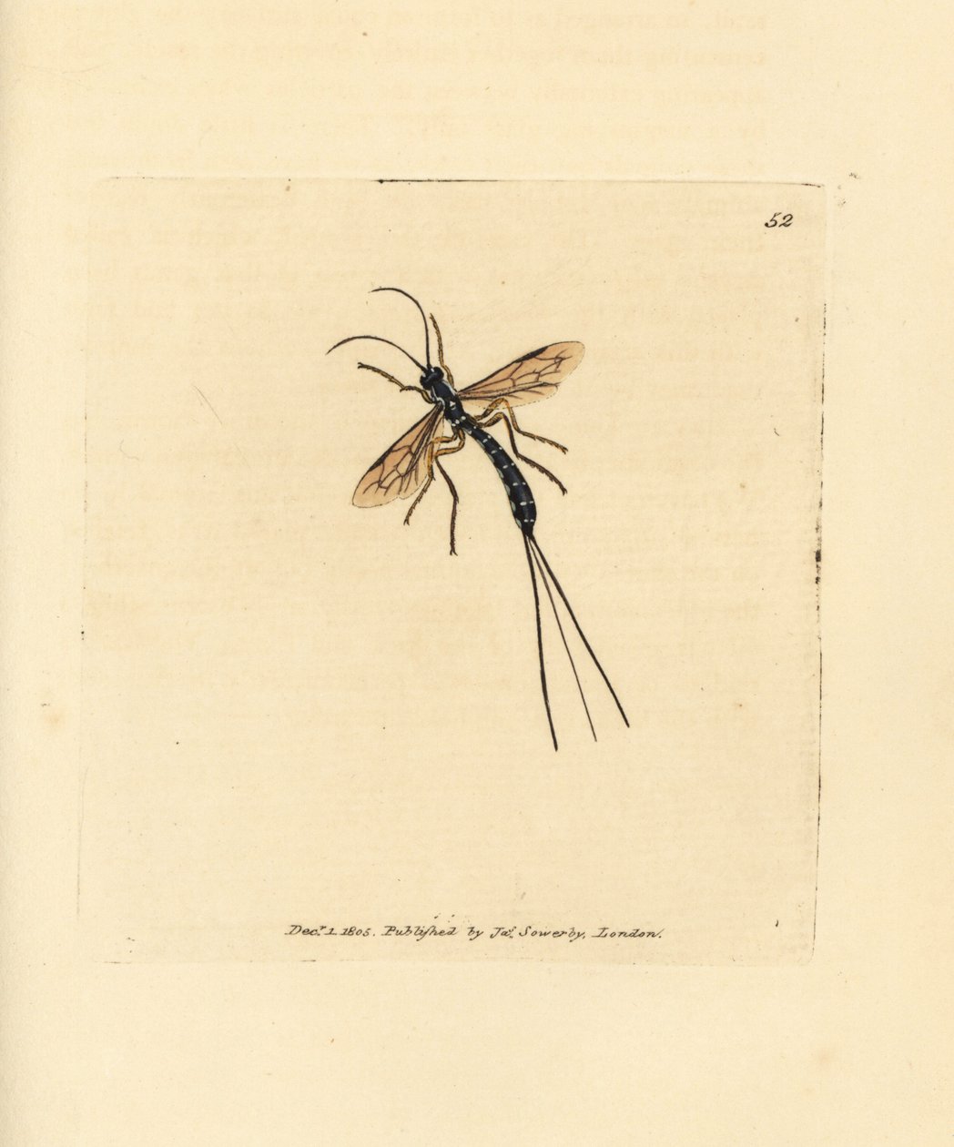 Ichneumon légy, Rhyssa persuasoria (Ichneumon persuasorius). James Sowerby kézi színű rézmetszete a The British Miscellany-ból, vagy új, ritka vagy kevéssé ismert állattémák színes figurái. alkotó: James Sowerby