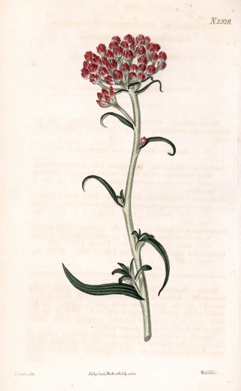 Immortelle csillag - Helichrysum stellatum (Tömör virágzású gnaphalium, Gnaphalium congestum). Weddell kézzel színezett rézmetszet James Sowerby illusztrációja nyomán Samuel Curtis „” Botanical Magazine” című londoni magazinjából alkotó: James Sowerby