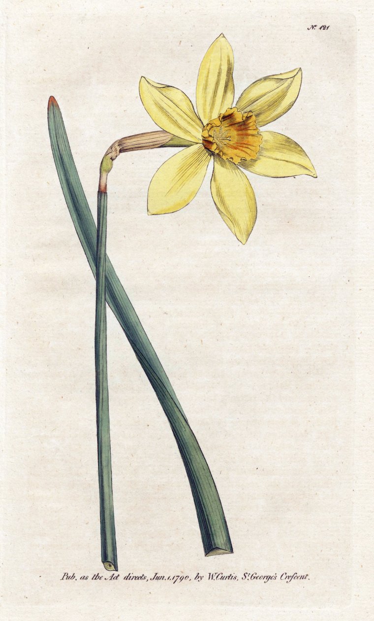 Összehasonlíthatatlan nárcisz – James Sowerby (1757-1822) litográfiája, William Curtis Botanical Magazine-jából (1746-1799) alkotó: James Sowerby