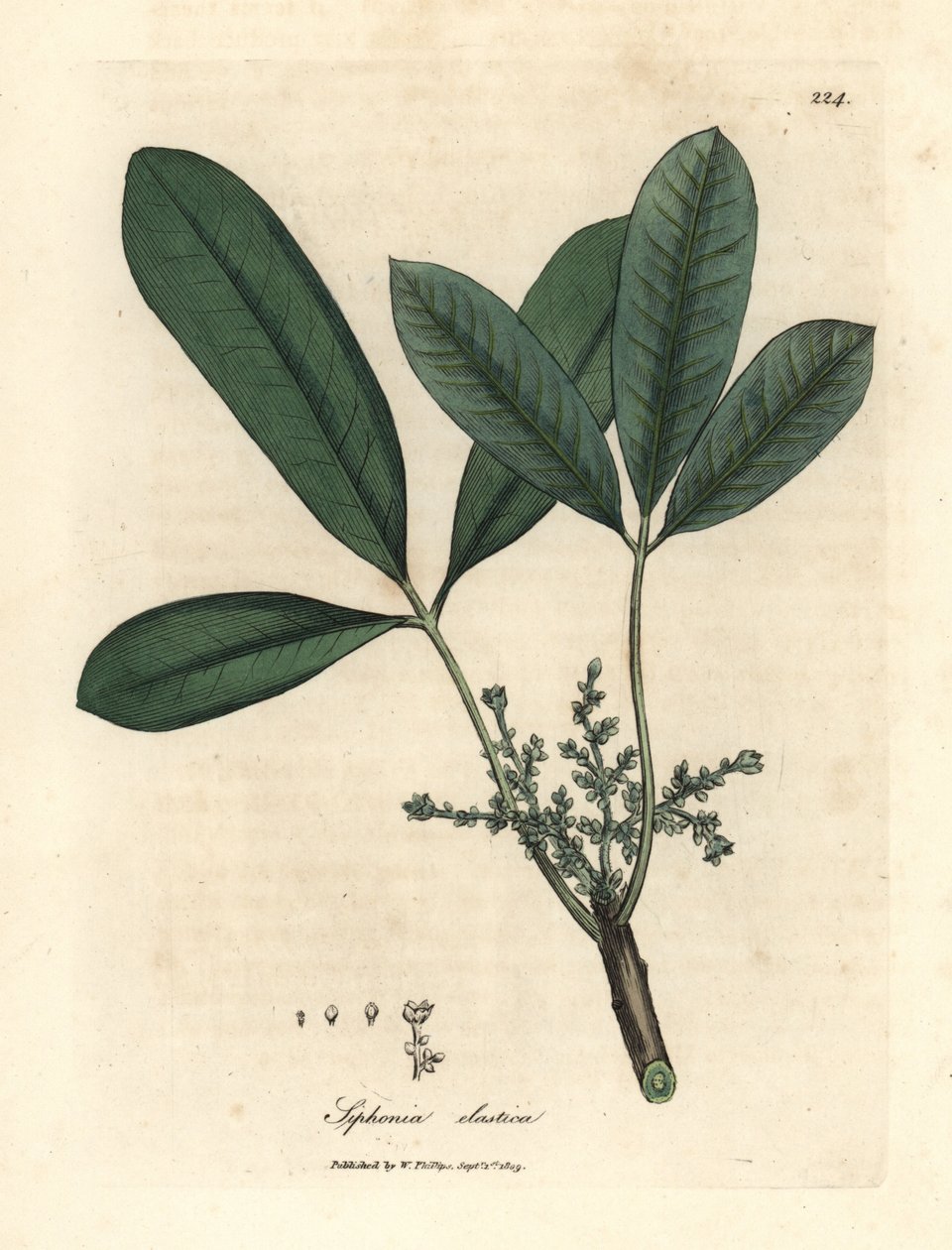 Indiai gumifa, rugalmas gyantafa, Siphonia elastica alkotó: James Sowerby