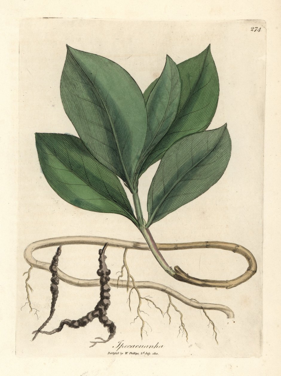 Ipecacuan, Ipecacuanha alkotó: James Sowerby