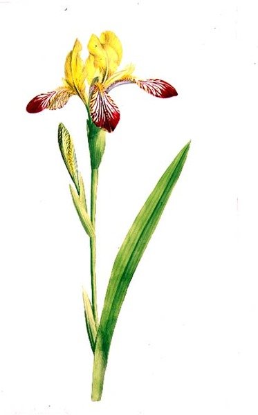 Iris Variegata, 1800 körül (akvarell ceruzával, papíron) alkotó: James Sowerby