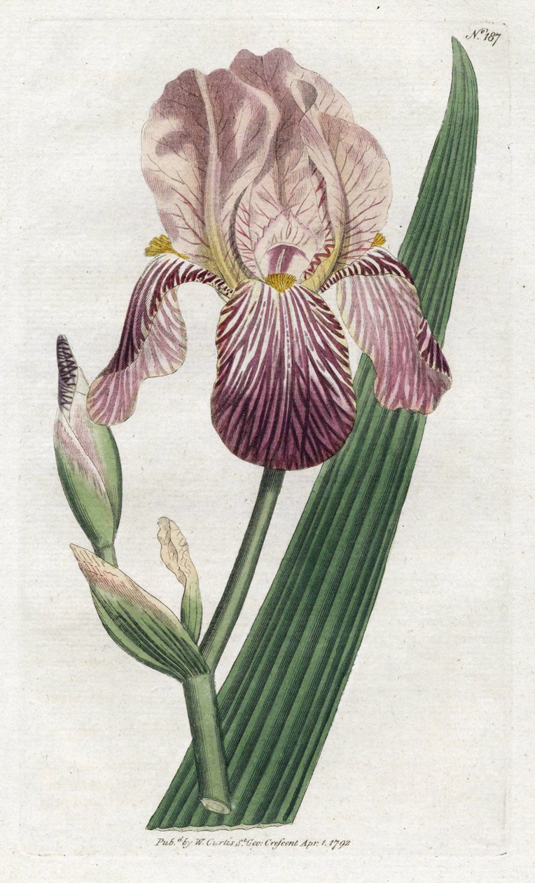 Az írisz a bodza illata – James Sowerby (1757-1822) litográfiája, lemez William Curtis Botanical Magazine-jából (1746-1799) alkotó: James Sowerby