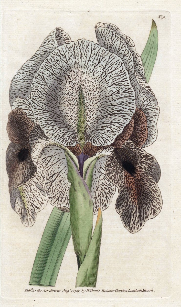 Iris de Charlcedoine vagy Susa – James Sowerby (1757-1822) litográfiája, William Curtis (1746-1799) botanikai magazinja alkotó: James Sowerby