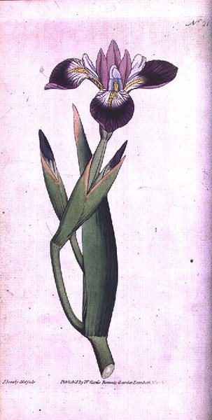 Írisz vericolour, 21. tábla William Curtis „The Botanical Magazine”-ból (vagy „Flower Garden Displayed”), a művész metszetével, kocsma. 1787 (metszet) alkotó: James Sowerby