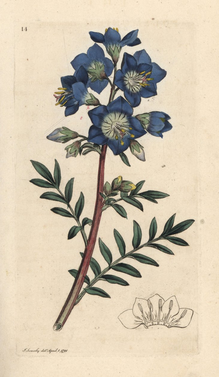 Jákob létra vagy görög macskagyökér, Polemonium caeruleum Kézi színű rézmetszet James Sowerby illusztrációja nyomán James Smith angol botanikájából, London alkotó: James Sowerby