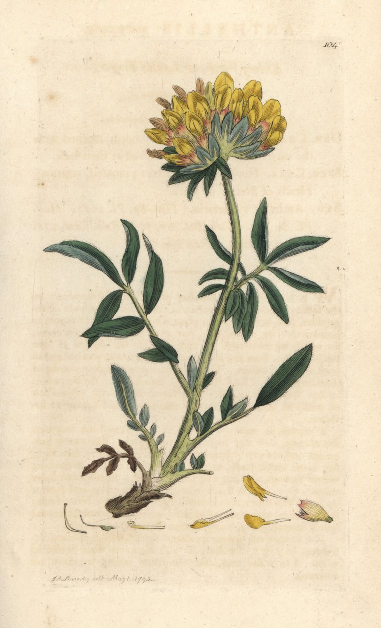 Vese bükköny vagy női ujj, Anthyllis vulneraria (Anthyllide vulneraire) Kézzel színezett rézmetszet James Sowerby illusztrációja alapján, James Smith angol botanikája, London alkotó: James Sowerby