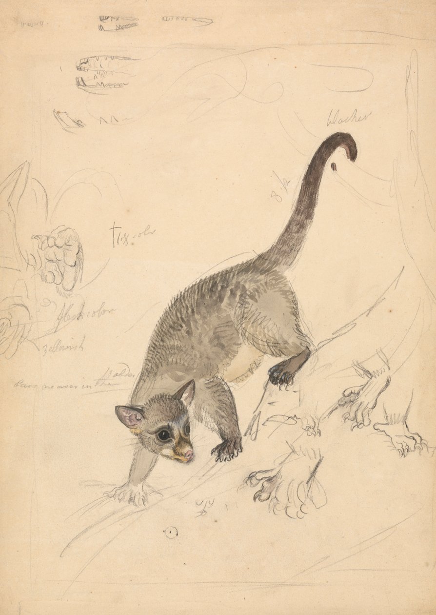 aranyérméken alkotó: James Sowerby