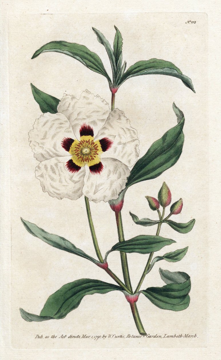 Ladanifere vagy Ledon Cistus – James Sowerby (1757-1822) litográfiája, William Curtis (1746-1799) a Botanical Magazine-ból alkotó: James Sowerby