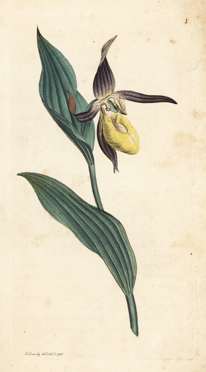 Női papucsorchidea, Cypripedium calceolus. Kézzel színezett rézmetszet James Sowerby illusztrációja nyomán James Smith angol botanikájából, London alkotó: James Sowerby