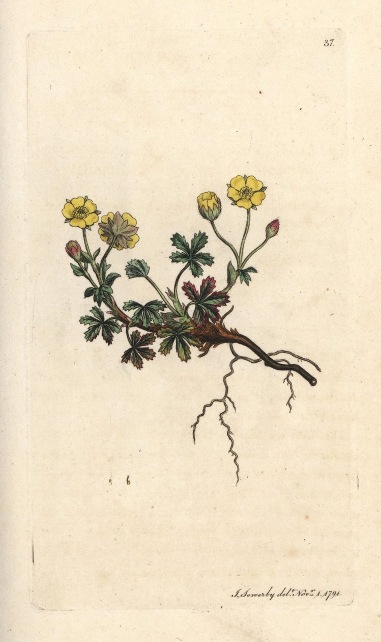 Nagyvirágú potentilla, Potentilla grandiflora (Spring cinquefoil, Potentilla verna) (cinquefoil) Kézi színű rézmetszet James Sowerby illusztrációja után James Smith English Botany című művéből, London alkotó: James Sowerby