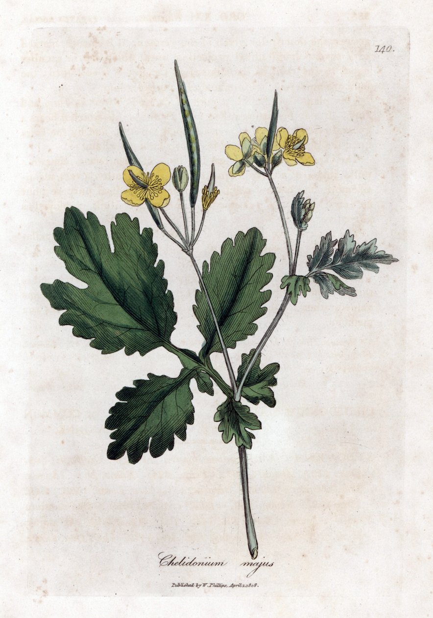 Nagy chelidoine vagy nagy világos - Nagy celandine, Chelidonium majus. Kézzel színezett rézmetszet James Sowerby botanikai illusztrációjából (William Woodville) és Sir William Jackson Hooker "" Medical Botany" című művéből, John Bohn, London alkotó: James Sowerby
