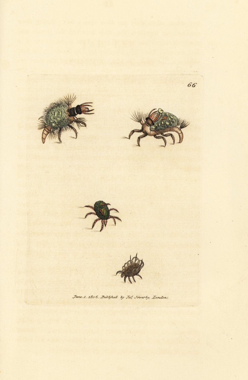 A Hemerobius (fűzős) lárva zuzmóba öltözve, atkával, Acarus amictus és kis kosáratka, Acarus corbicula. James Sowerby kézi színű rézmetszete a The British Miscellany-ból, vagy új, ritka vagy kevéssé ismert ani színes figurái alkotó: James Sowerby