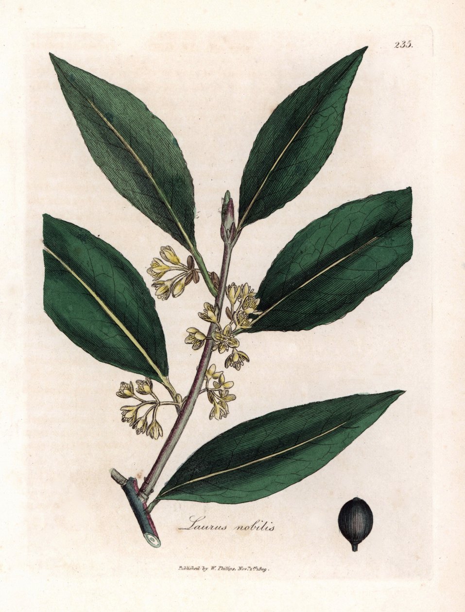 Laurier szósz. Kézzel színezett rézmetszet James Sowerby (1757-1822) rajzából, Botanique Medicinale alkotó: James Sowerby
