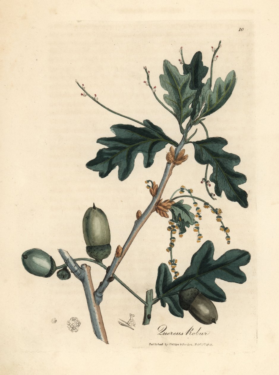 A közönséges tölgy, Quercus robur levelei és makkjai alkotó: James Sowerby