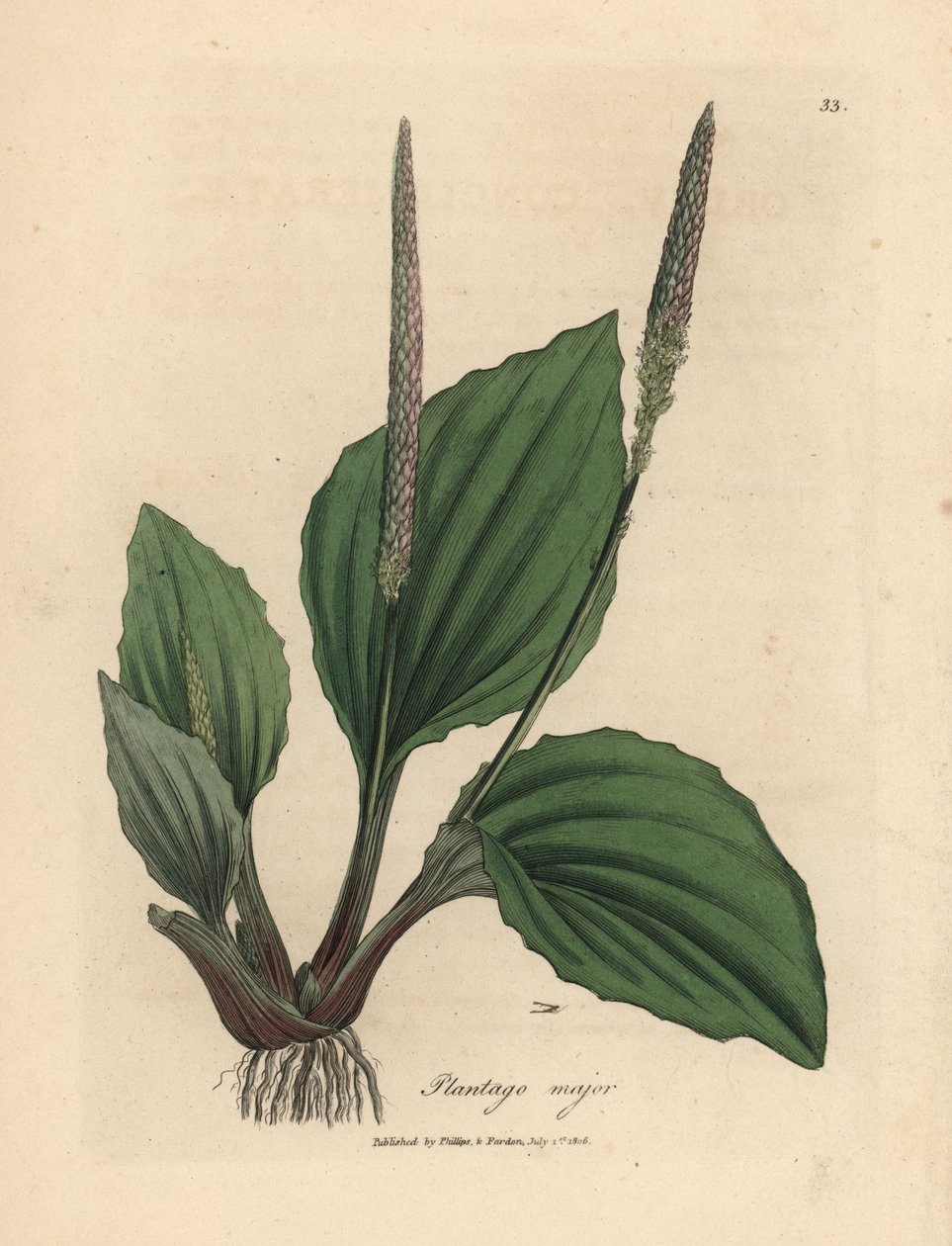 Plantago major levelei és virágai alkotó: James Sowerby