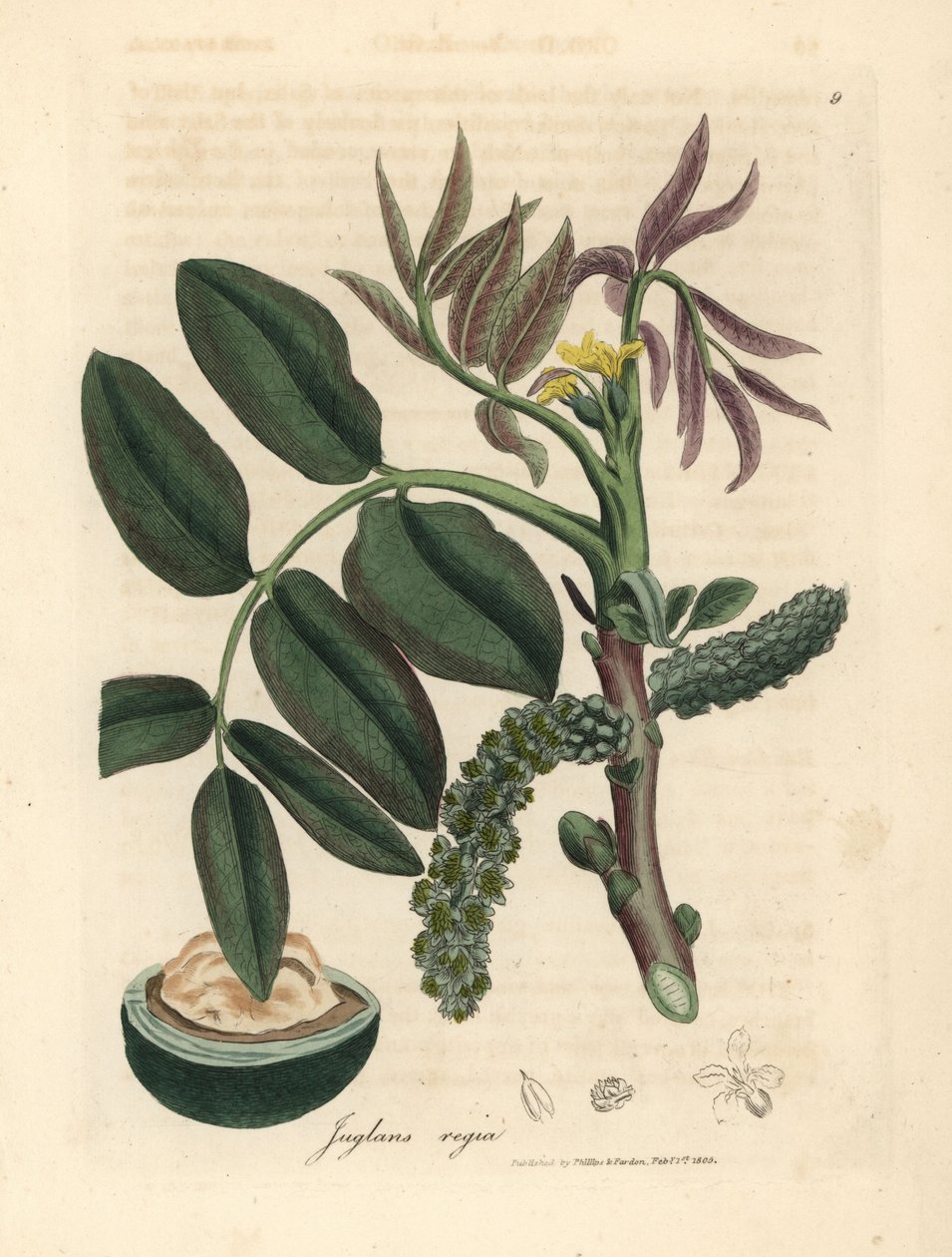 A közönséges diófa, Juglans regia levelei, sárga virága és diója alkotó: James Sowerby