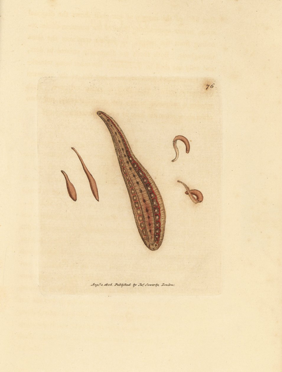 Pióca, Hirudo circulans. James Sowerby kézi színű rézmetszete a The British Miscellany-ból, vagy új, ritka vagy kevéssé ismert állattémák színes figurái. alkotó: James Sowerby